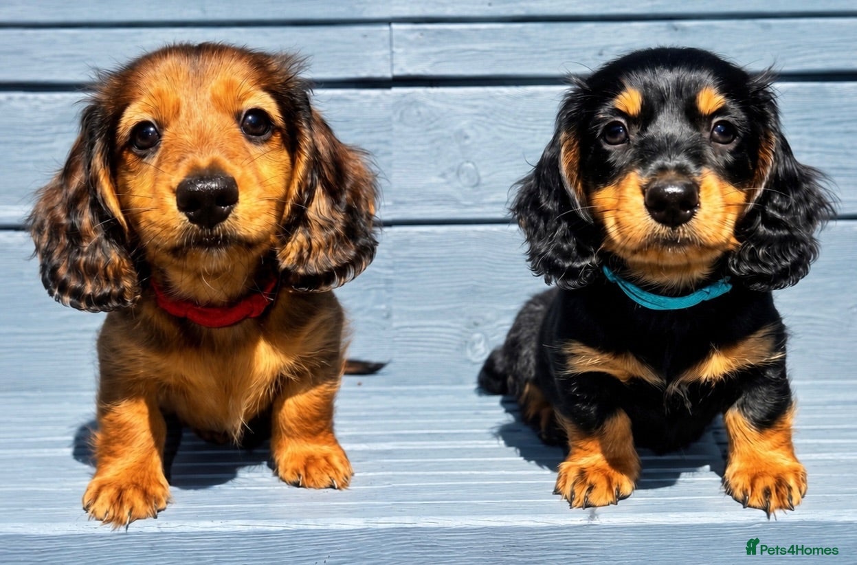 Miniature Dachshund dogs Two Stunning Long-Haired Miniature Dachshund Boys - Advert 3