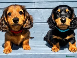 Miniature Dachshund dogs Two Stunning Long-Haired Miniature Dachshund Boys - Advert 3