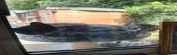 Mixed Breed cats for sale: Two Sweety boys one Black/white boy and tabby boy  - Advert 4