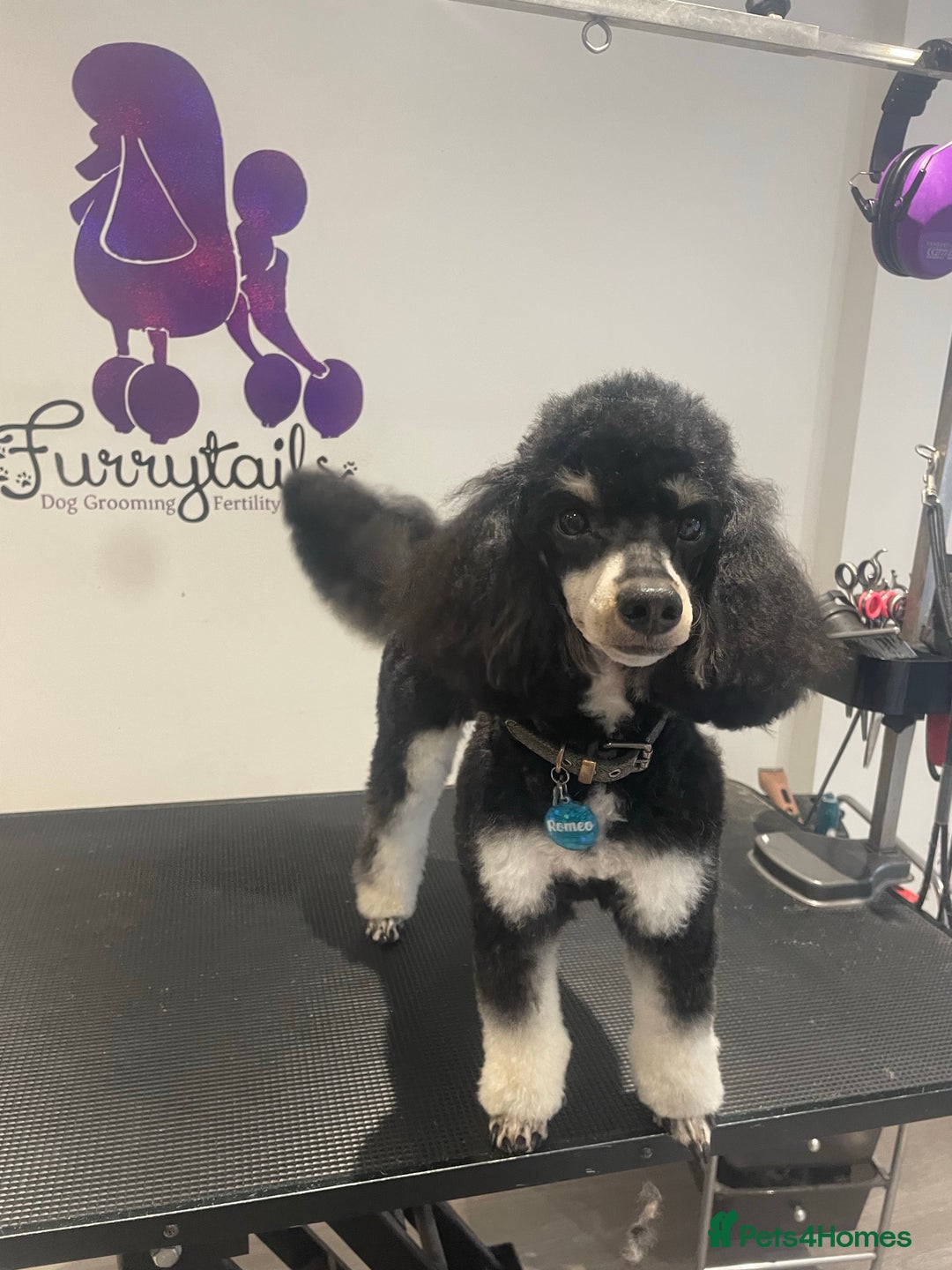 Toy Poodle dogs for stud: GRANDSON OF RICO! Health tested KC Toy Poodle Stud in Middlesbrough - Advert 7