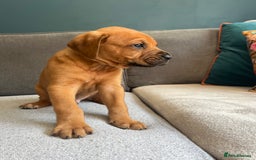 Mixed Breed dogs for sale: Puppies looking for forever homes 🏡 - Image 2