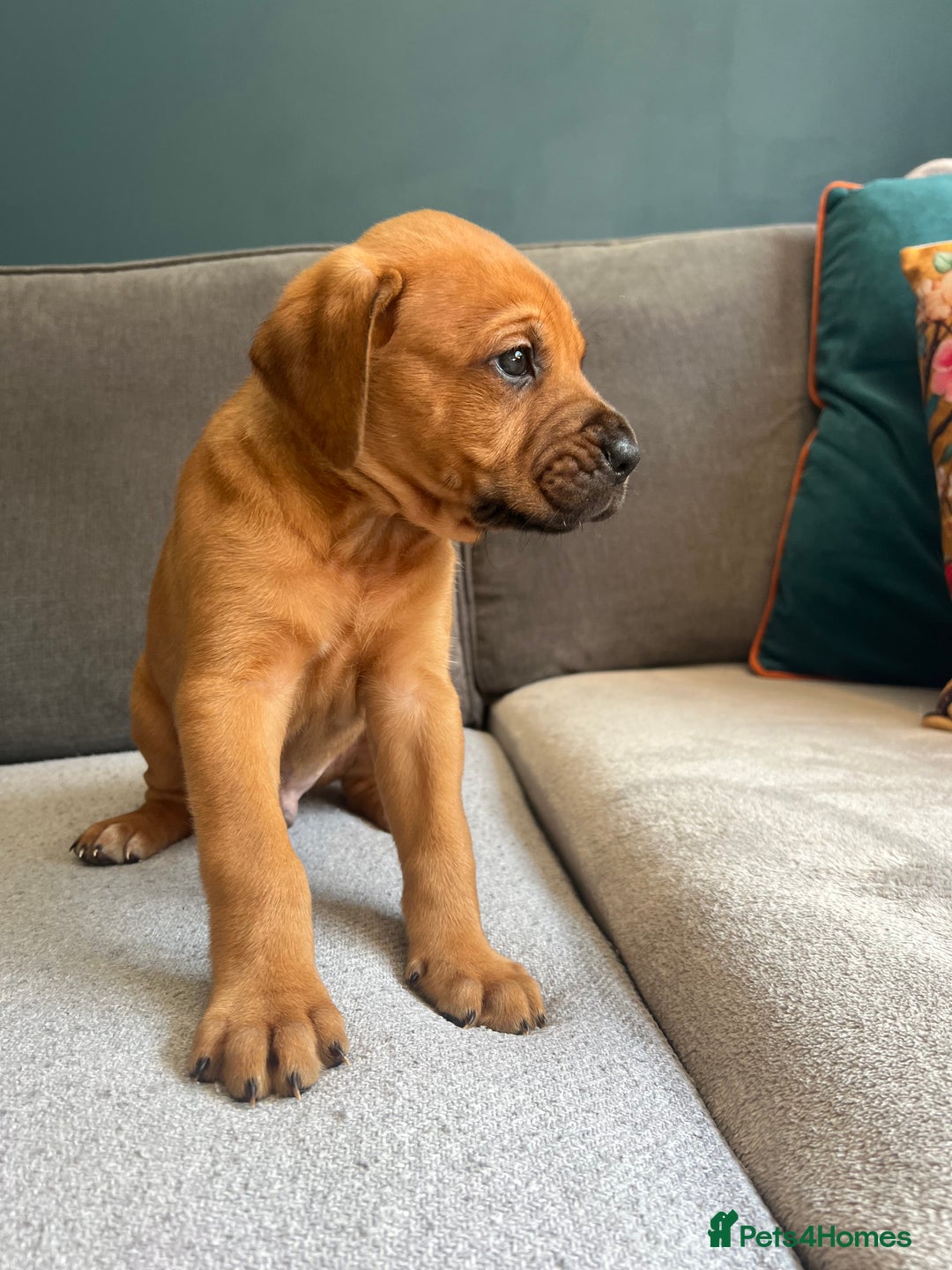 Mixed Breed dogs for sale: Puppies looking for forever homes 🏡 - Image 2