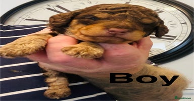 Cockapoo dogs - Advert 5