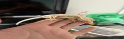 Gecko reptiles for sale: Crested geckos babies and adults and breeding grou - Advert 6