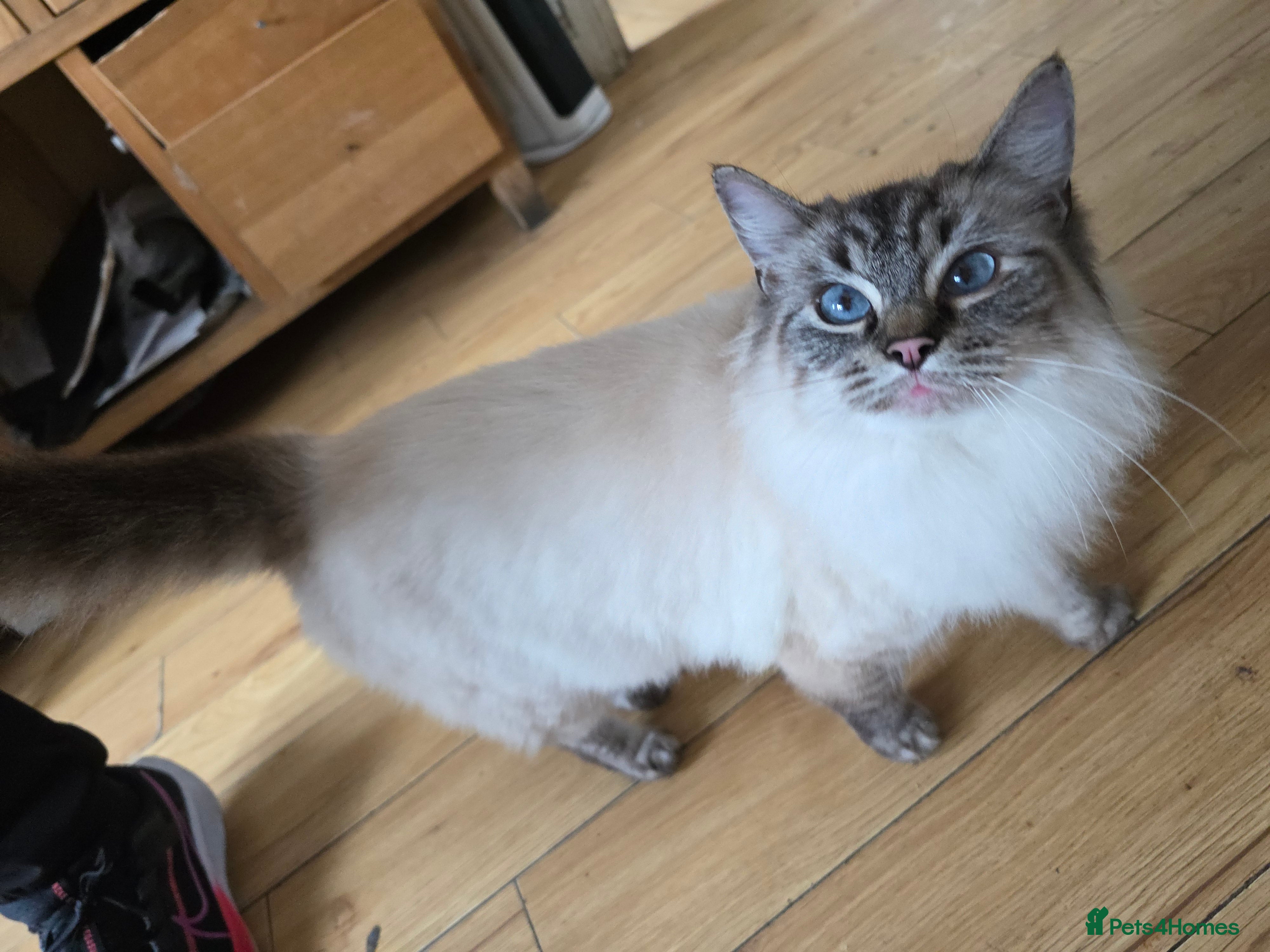 Mixed Breed cats Family cat persian mixed loving  - Advert 2
