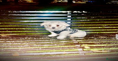 Maltese dogs - Advert 3