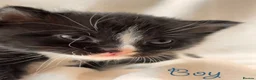 Mixed Breed cats for sale: Half Scottish adorable cuties 🩷🩵 - Advert 15