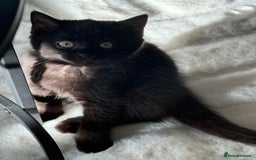 British Shorthair cats for sale: Fluffy Chocolate British Shorthair Kittens 🐾 - Image 22