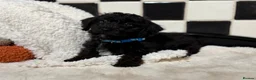 Jackapoo dogs for sale: *** Stunning Jackapoos Ready Now - Advert 14