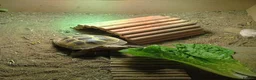 Tortoise reptiles for sale: Tortoise  - Advert 3