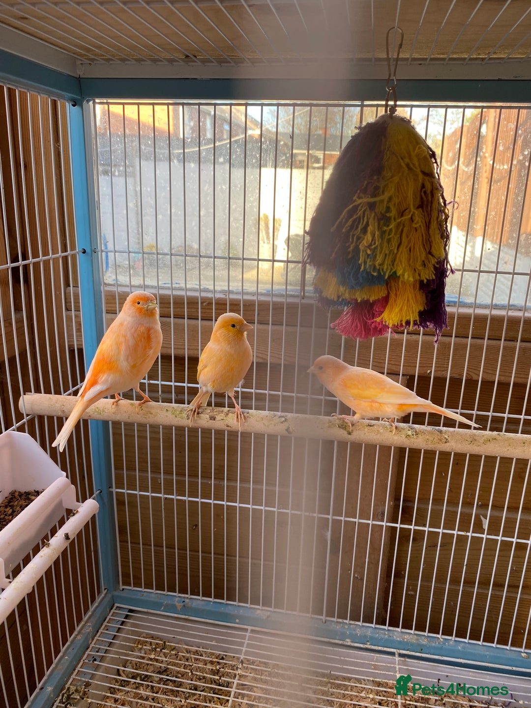 Canaries birds for sale: Red Factor Canaries - Image 1