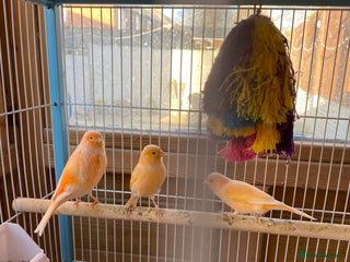 Canaries birds - Advert 4