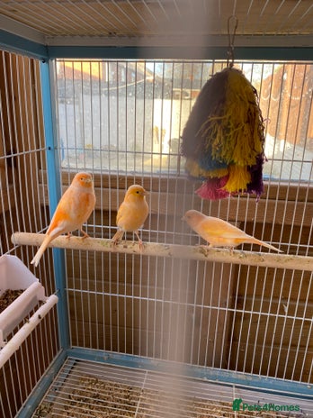 Canaries birds - Advert 2