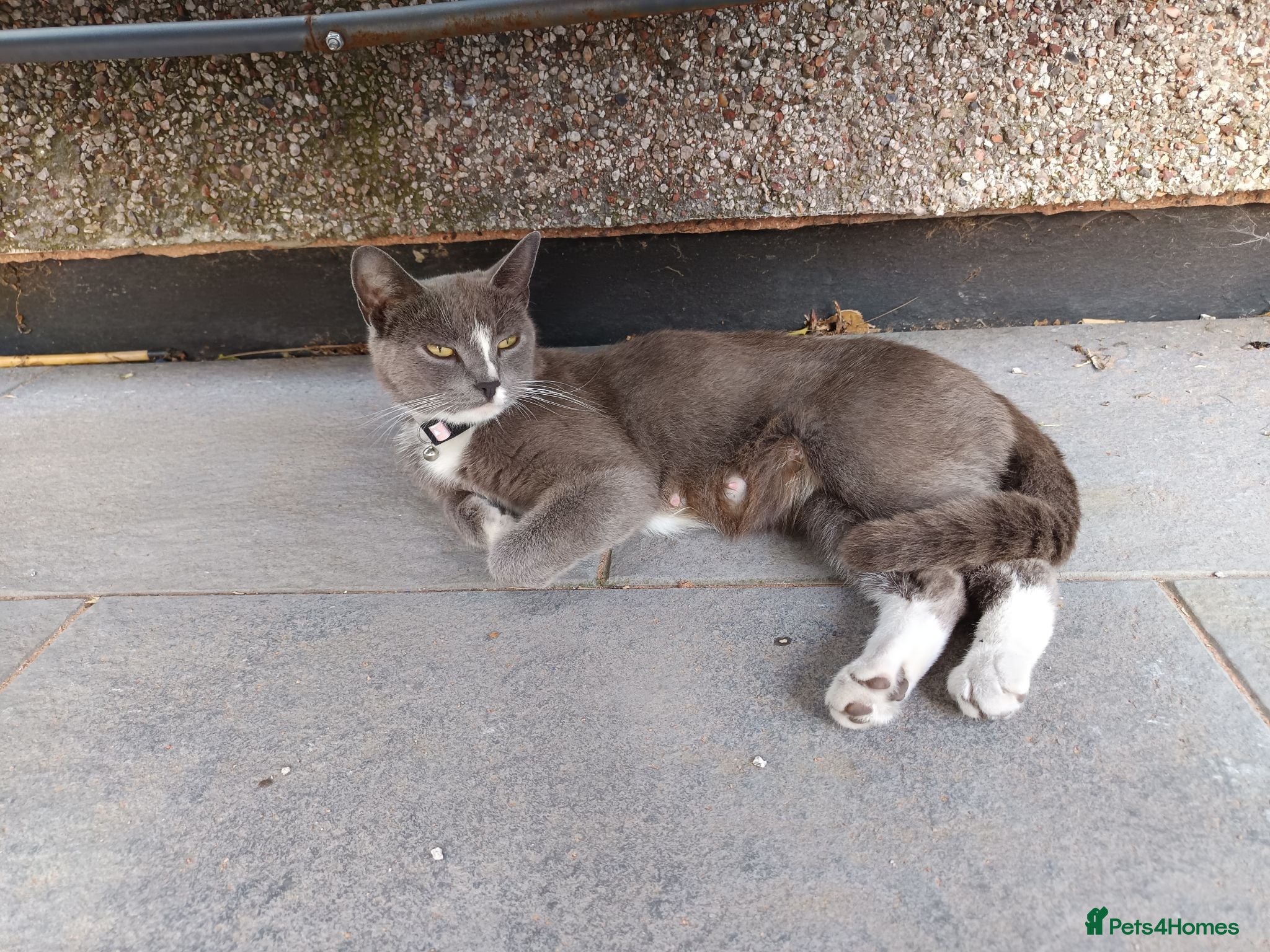 Mixed Breed cats Ready for a new owner. - Advert 1