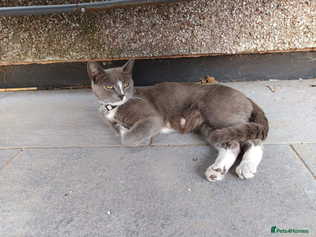 Mixed Breed cats for sale: Ready for a new owner. - Advert 1