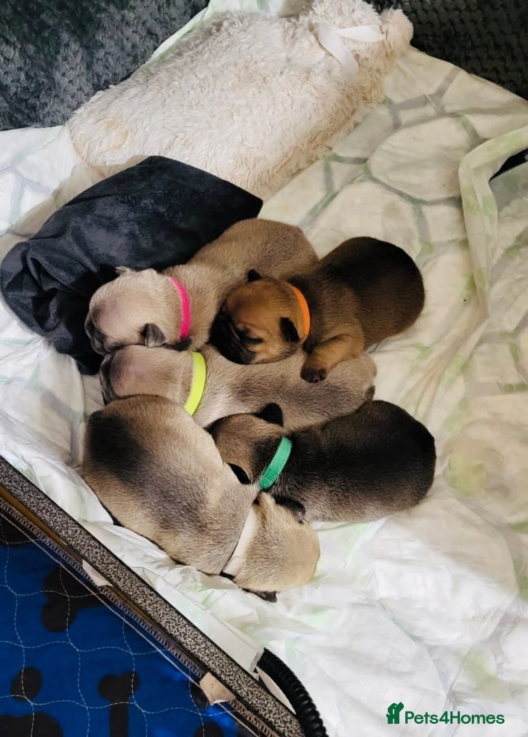 French Bulldog dogs for adoption: 🩷 COCO – Blue Fawn French Bulldog Girl - Advert 4