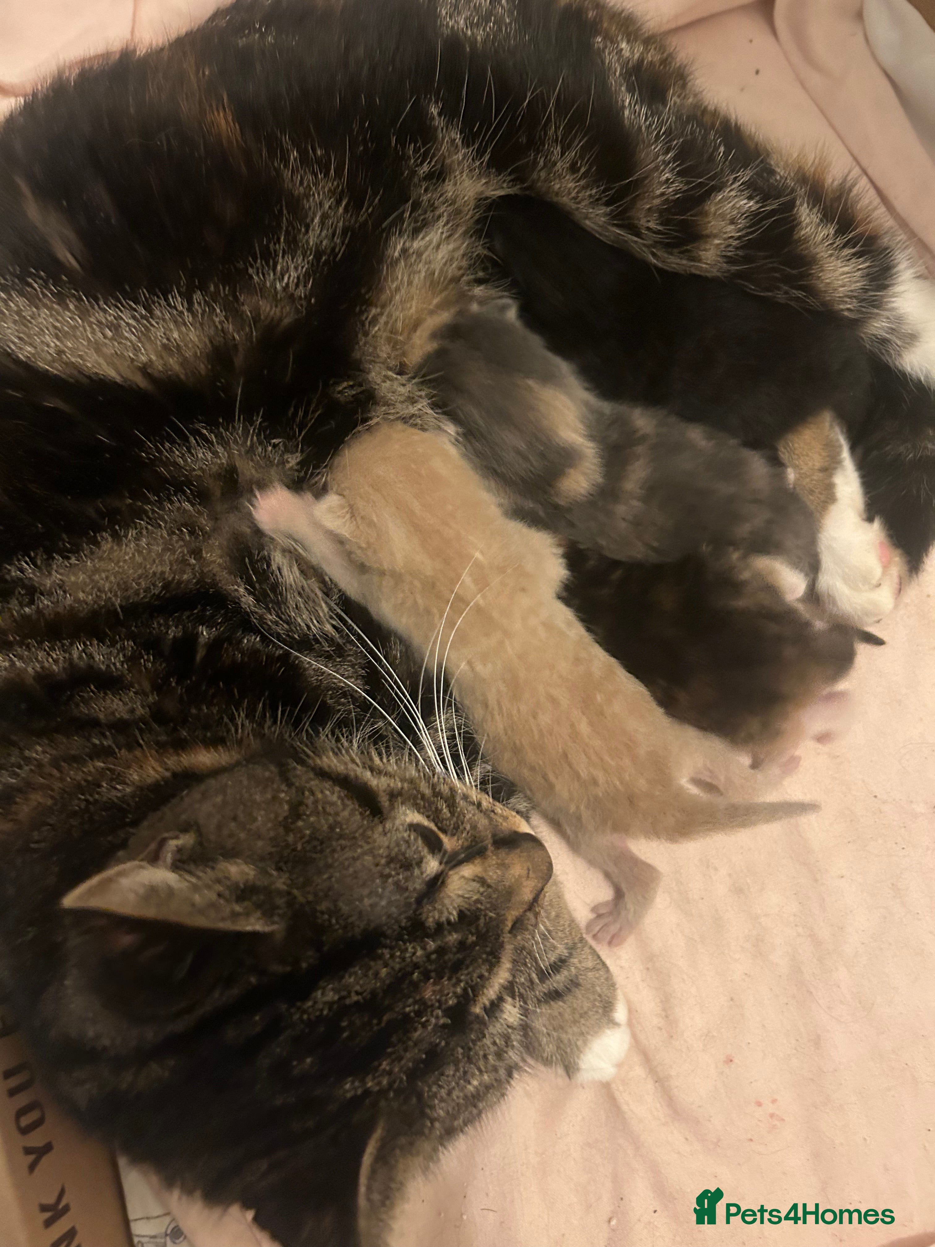 Mixed Breed cats Cute kittens ready to go open to offers  - Advert 3