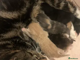 Mixed Breed cats Cute kittens ready to go open to offers - Advert 3