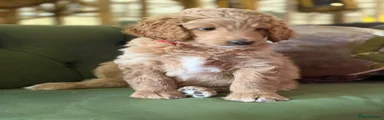 Bernedoodle 1 RED