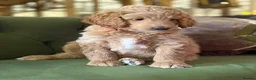 Bernedoodle dogs for sale: F1b Apricot Medium Bernedoodle  - Advert 27