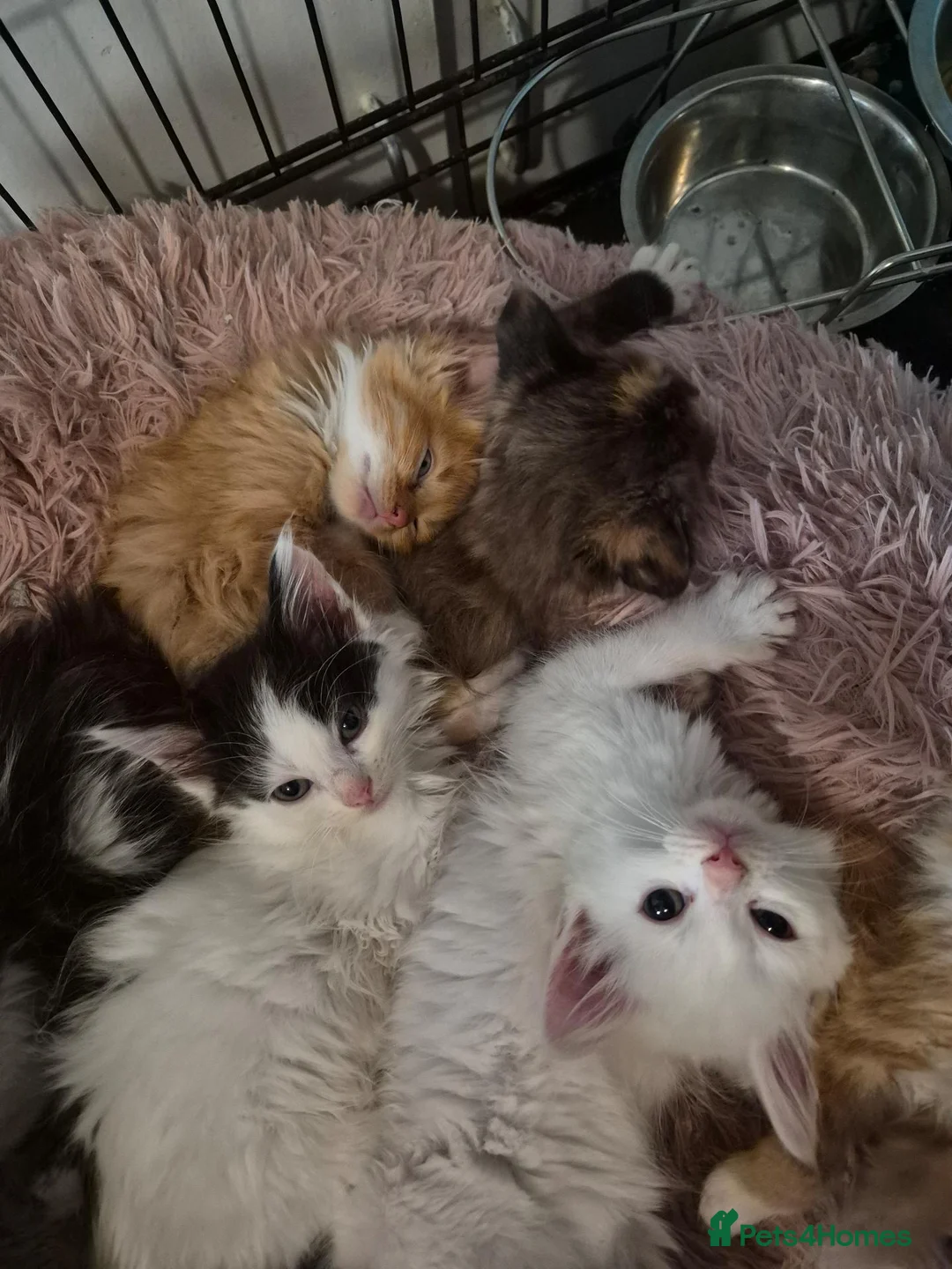 Ragcoon cats for sale: Beautiful ragdoll cross maincoones for sale! - Advert 2