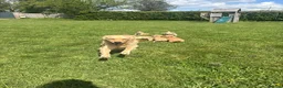 Golden Retriever dogs for sale: 1 Gorgeous Golden Retriever  Health Tested  - Advert 16