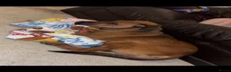 Mixed Breed dogs for sale: Amyra - Advert 3