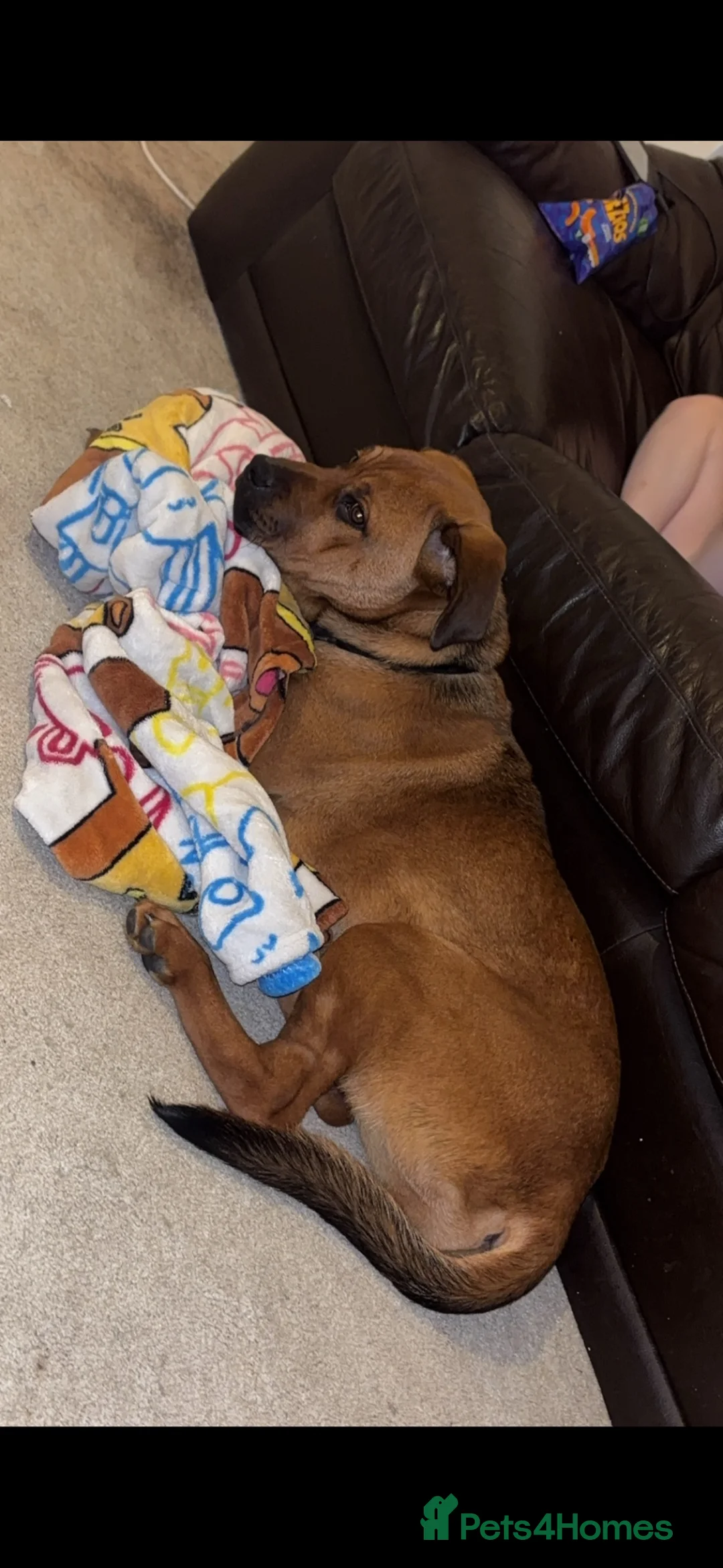 Mixed Breed dogs for sale: Amyra - Advert 3