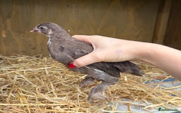 Chickens poultry for sale: Sablepoot Booted Bantam Pullets & Cockerels - Image 7