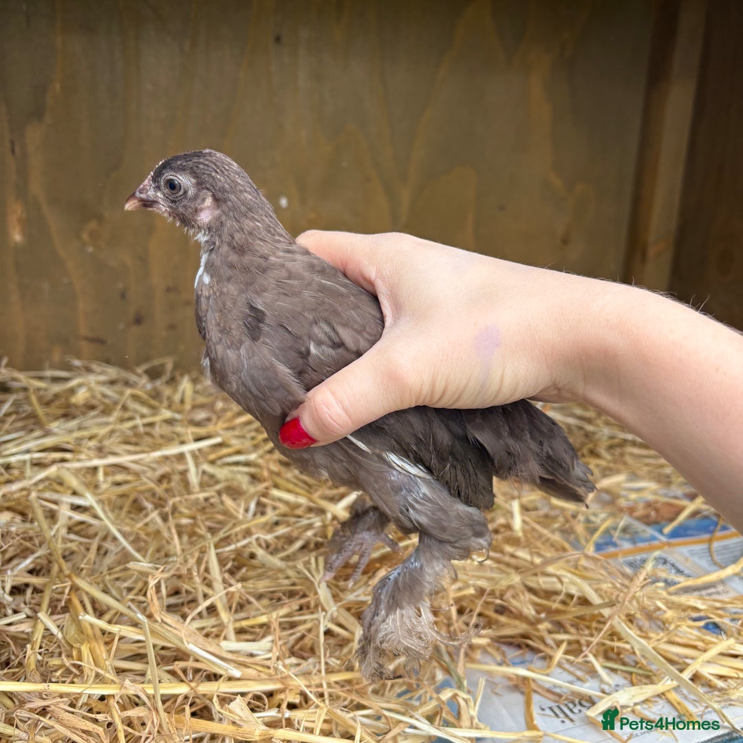 Chickens poultry for sale: Sablepoot Booted Bantam Pullets & Cockerels - Image 7
