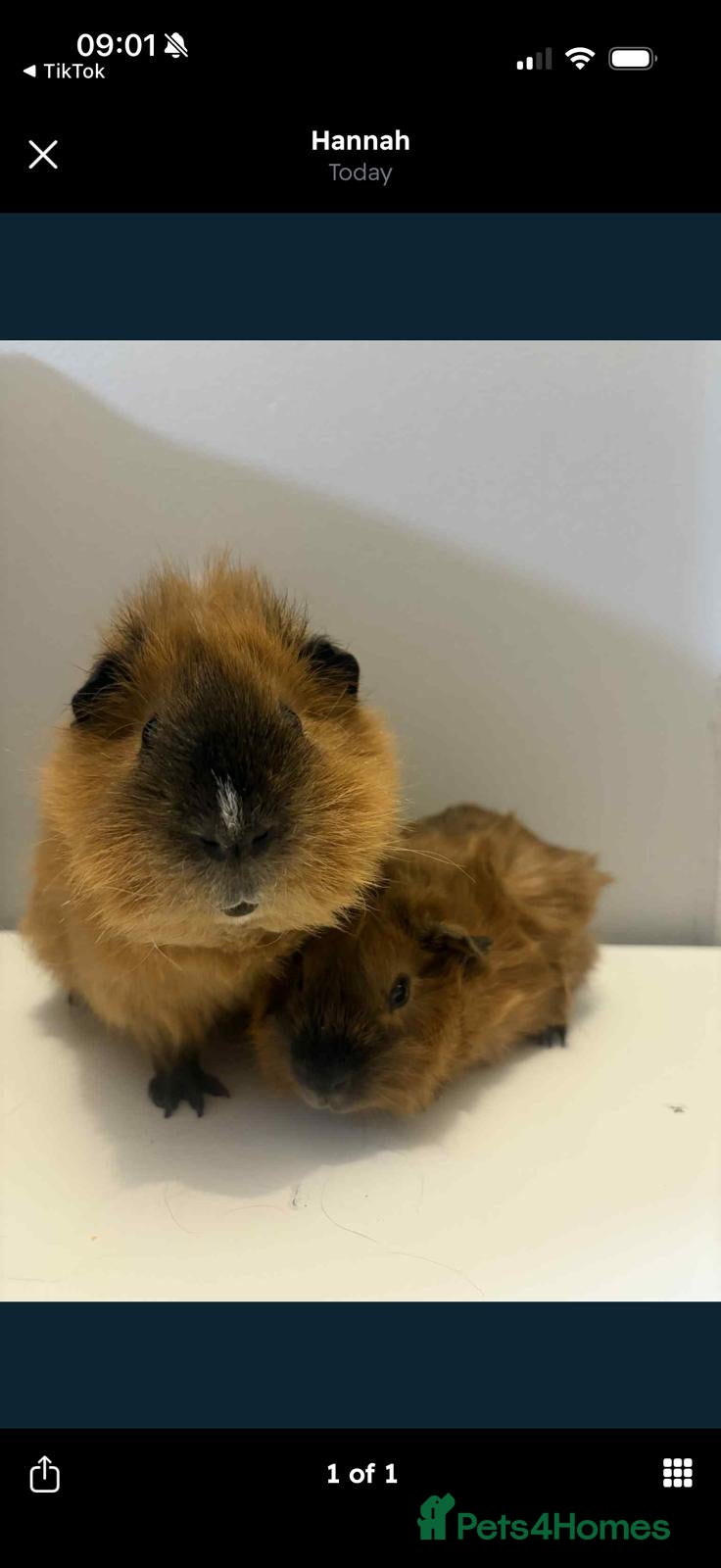 Guinea Pig rodents Two male boar guinea pigs - Advert 2