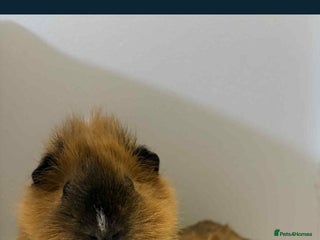 Guinea Pig rodents Two male boar guinea pigs - Advert 1