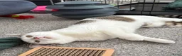Domestic Shorthair cats for adoption: Meet Willow - A sweet girl looking for her forever - Advert 2