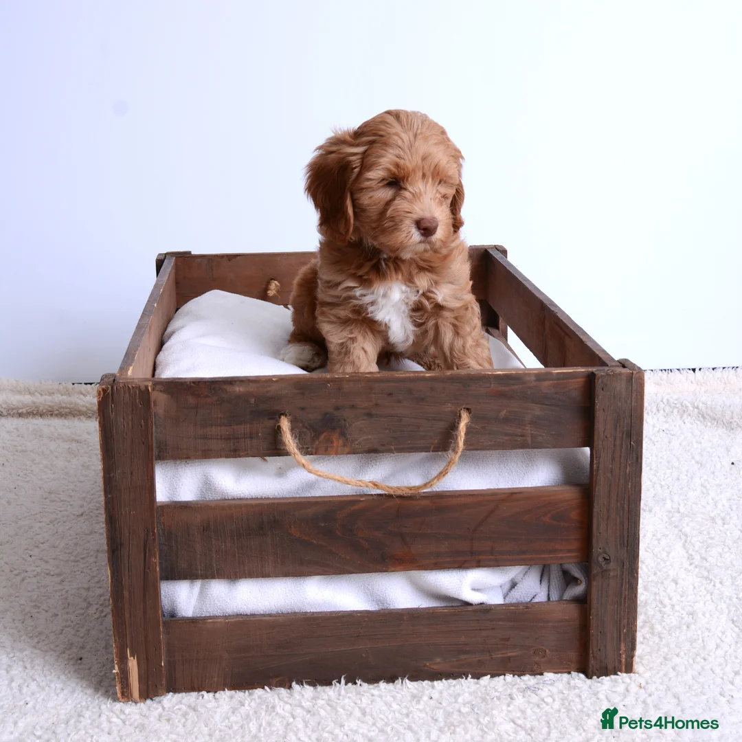 Australian Labradoodle dogs for sale: Australian Labradoodle - Advert 5