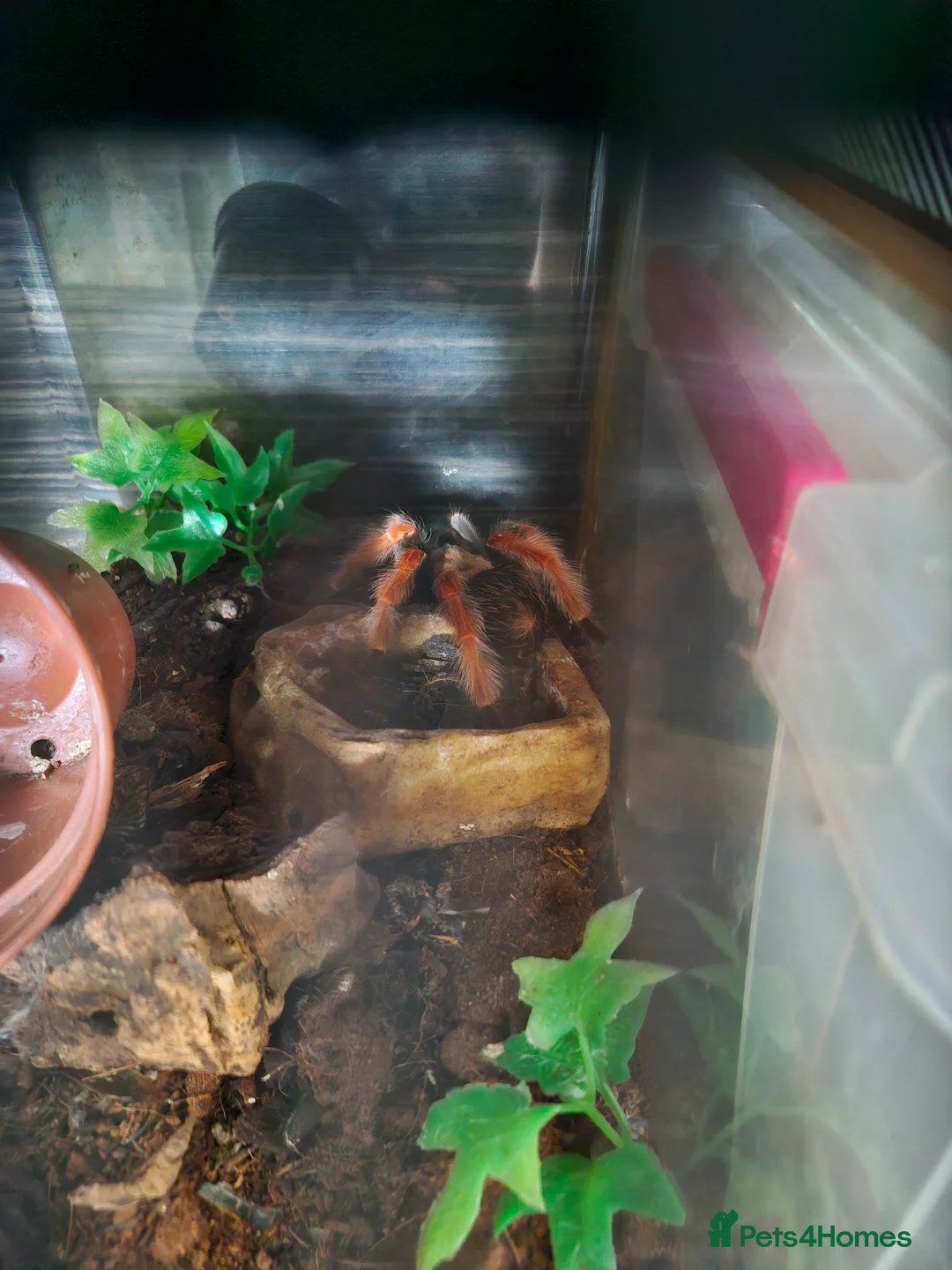 Tarantulas invertebrates for sale: 3 tarantulas with enclosures  - Advert 1