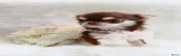 Chihuahua dogs for sale: Beautiful chocolate girl - Advert 7