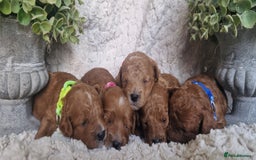 Cavapoo dogs for sale: Health tested stunning cavapoos - Advert 7