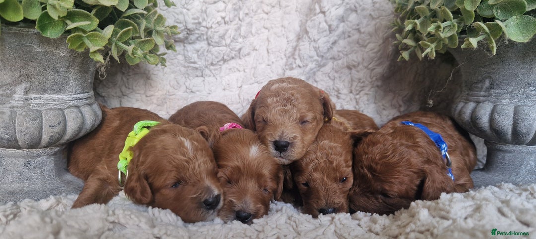 Cavapoo dogs for sale: Health tested stunning cavapoos - Advert 7