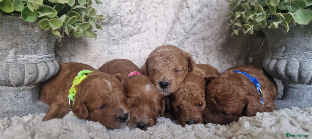 Cavapoo dogs for sale:  1 boy remaining. Health tested stunning cavapoos - Advert 10