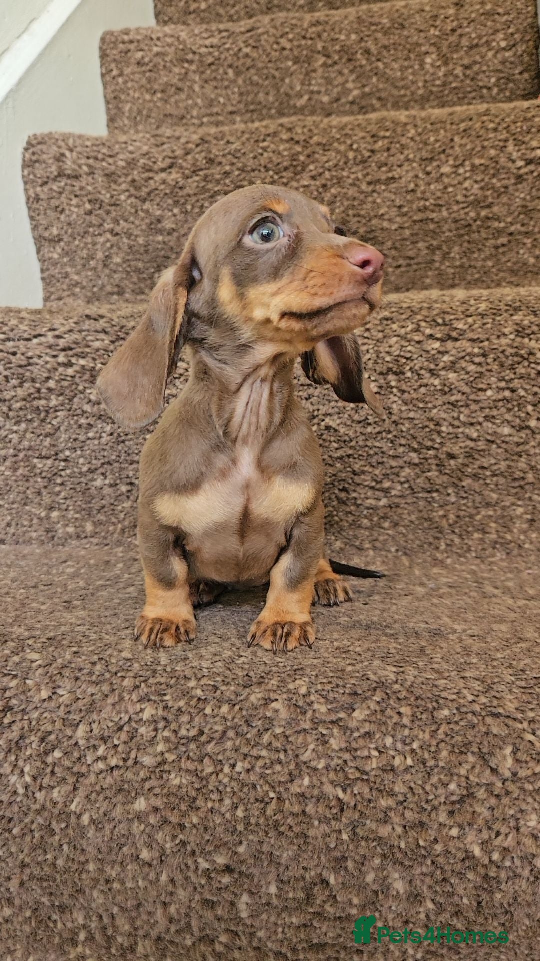 Miniature Dachshund dogs 5 Georgeous miniature dachsunds - Advert 1