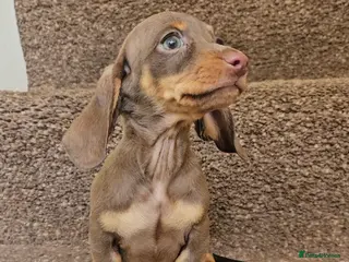 Miniature Dachshund dogs 5 Georgeous miniature dachsunds - Advert 1