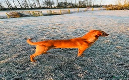 Labrador Retriever dogs for sale: Gorgeous Red Labrador Pups - Image 22