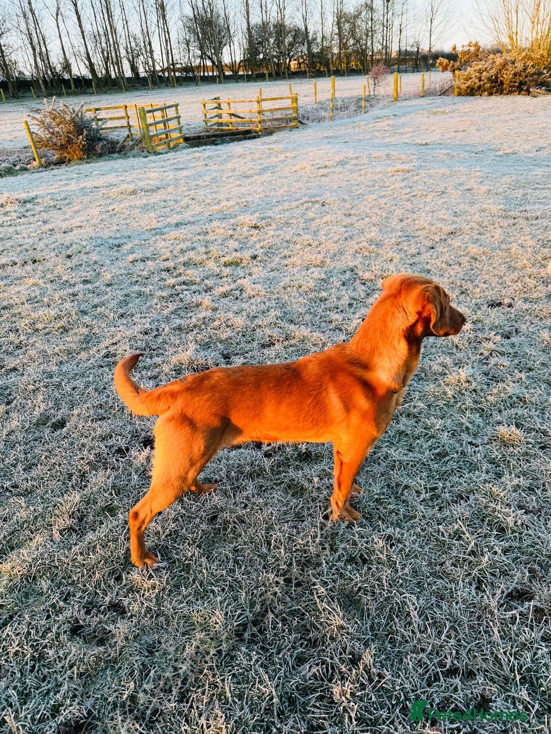 Labrador Retriever dogs for sale: Gorgeous Red Labrador Pups - Image 22