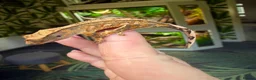 Gecko reptiles for sale: Stunning unique crested gecko baby for sale  - Advert 3