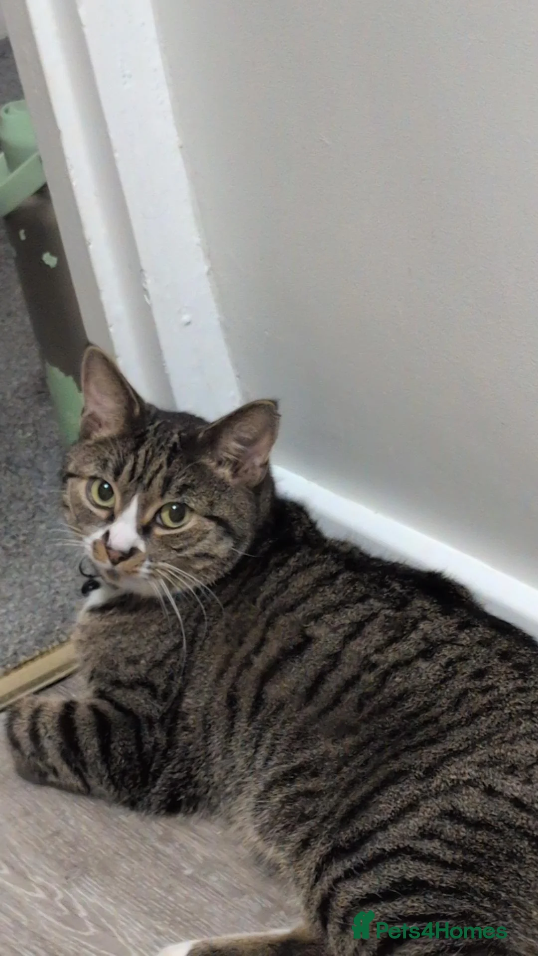 Domestic Shorthair cats for sale: 🐾 Beautiful & Affectionate 3-Year-Old Boy 🐱❤️ in Worcester Park - Advert 2