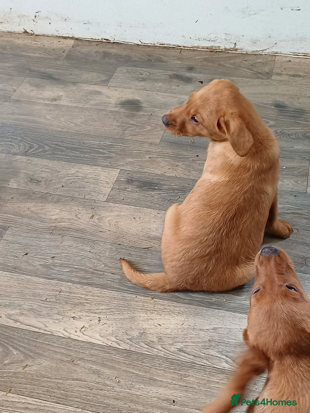 Labrador Retriever dogs for sale: LABRADOR PUPPIES - FOX RED - Advert 30