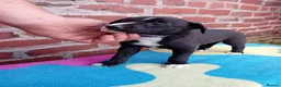 Mixed Breed dogs for sale: Lurcher pups (Collie x Whippet) - Advert 17