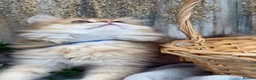 British Longhair cats for sale: British Longhair stunning TICA boy - Advert 9