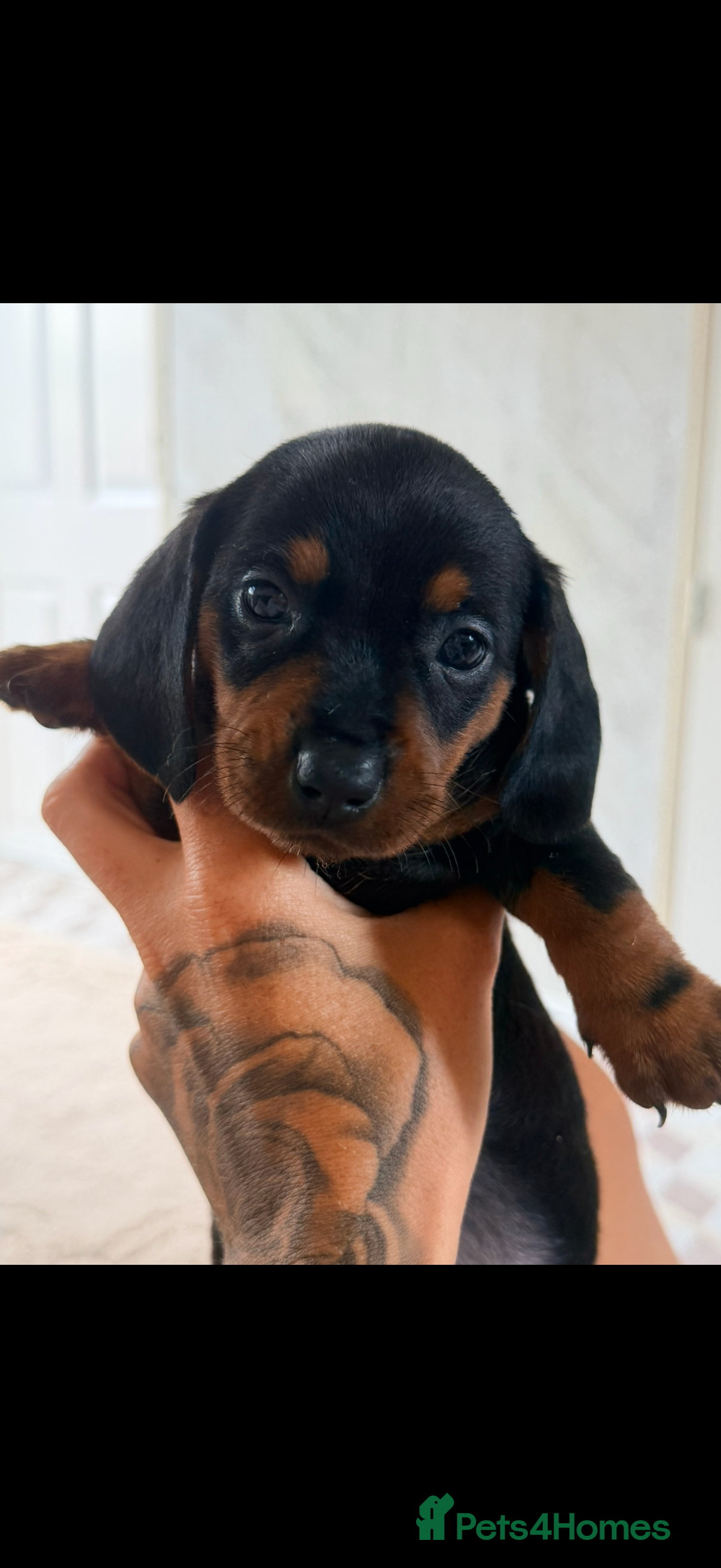 Miniature Dachshund dogs 🌈 🐾LAST BEAUTIFUL DACHSHUND GIRL AVAILABLE🐾🌈 - Advert 2