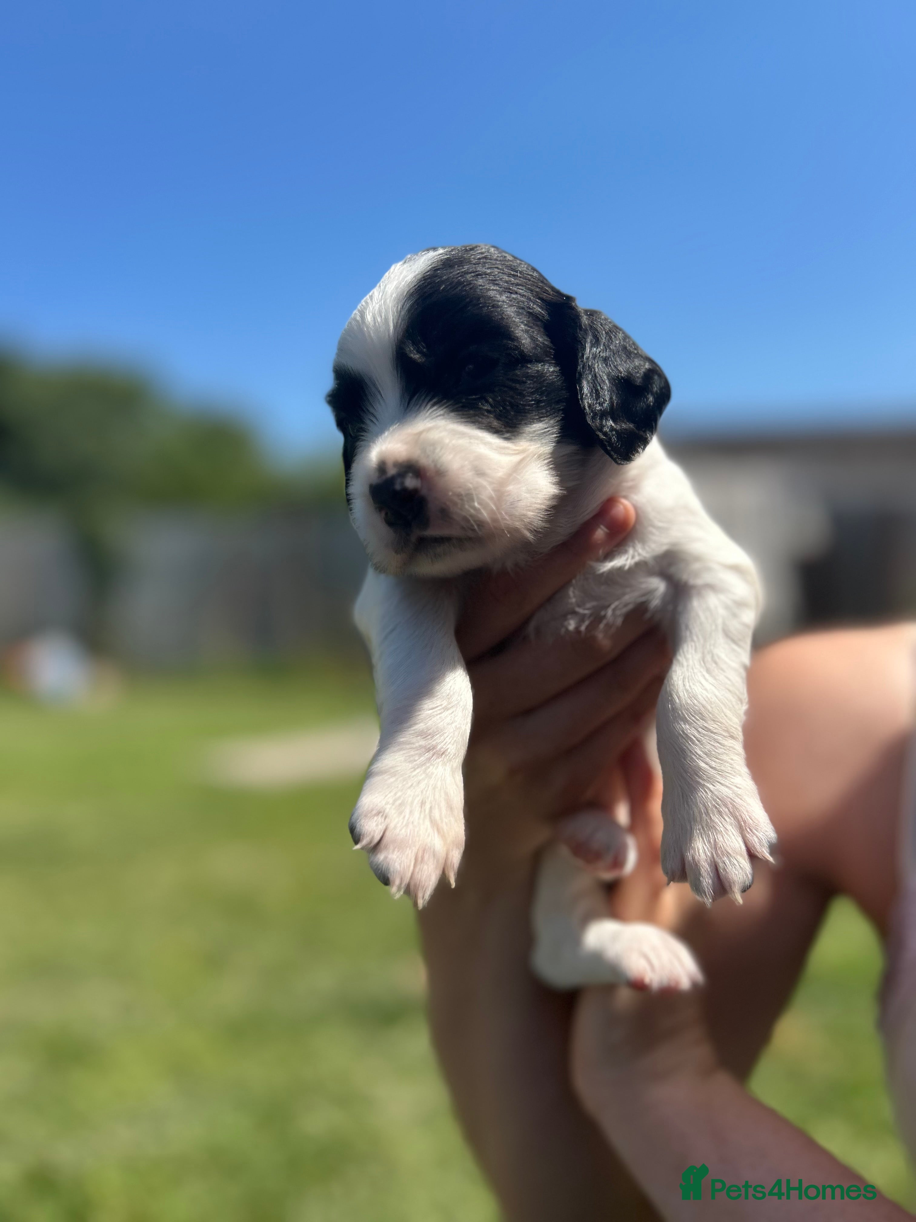 English Springer Spaniel dogs  springer spaniels pups for sale  - Advert 13